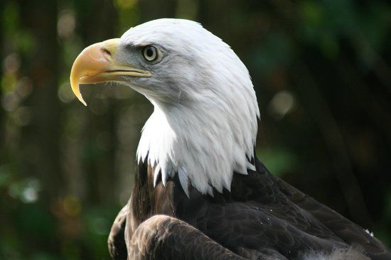 North Island Wildlife Recovery Centre